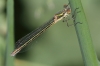 J18_1393 Lestes dryas female